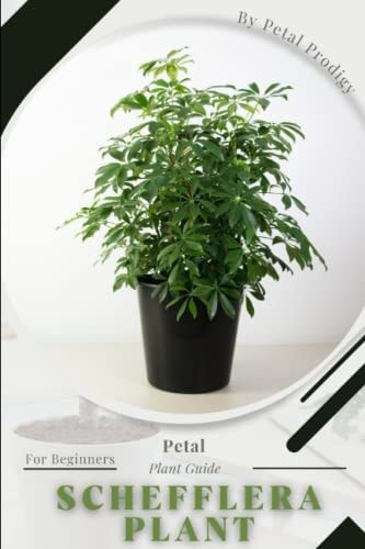 Schefflera Plant Prodigy Petal, Plant Guide