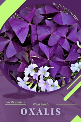 Oxalis Prodigy Petal, Plant Guide