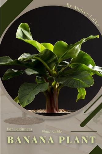 Banana Plant Prodigy Petal, Plant Guide