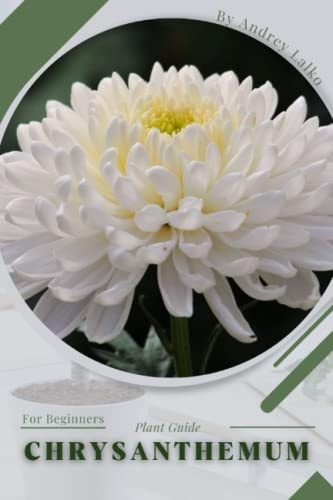 Chrysanthemum Plant Guide