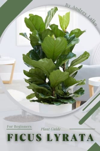 Ficus Lyrata Plant Guide