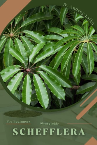 Schefflera Plant Guide