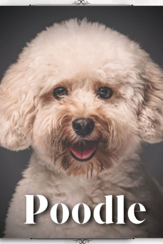 Poodle Dog Breed Guide