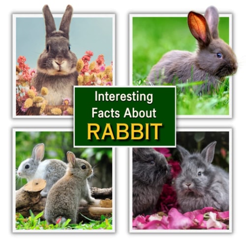 Interesting Facts about Rabbit Rabbit Educational Wildlife Picture Book for Kids