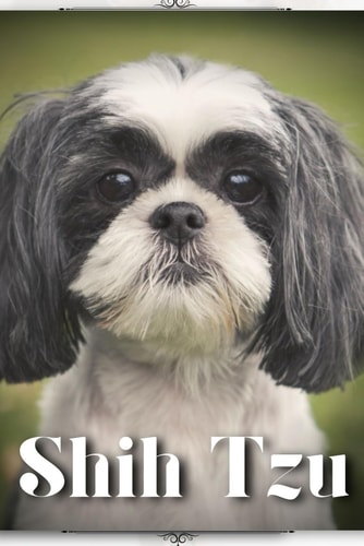 Shih Tzu Dog Breed Overview and Guide