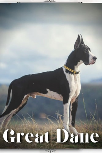 Great Dane Dog Breed Overview and Guide