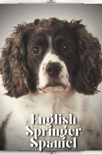 English Springer Spaniel Dog Breed Overview and Guide