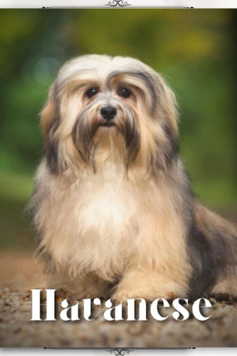 Havanese Dog Breed Overview and Guide