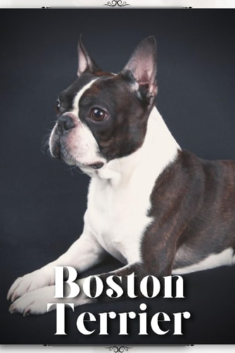 Boston Terrier Dog Breed Overview and Guide