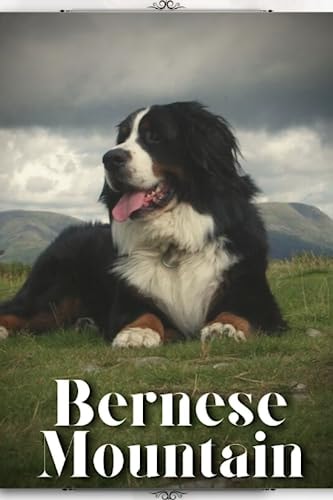 Bernese Mountain Dog Breed Overview and Guide