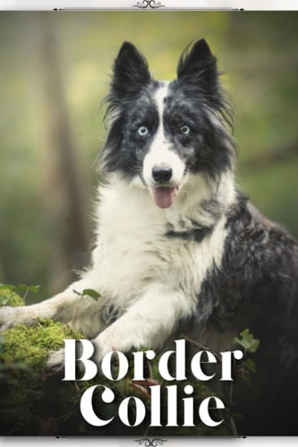 Border Collie Dog Breed Overview and Guide