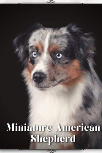 Miniature American Shepherd Dog Breed Overview and Guide