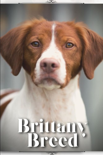 Brittany Breed Dog Breed Overview and Guide