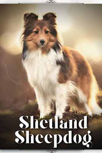 Shetland Sheepdog Dog Breed Overview and Guide