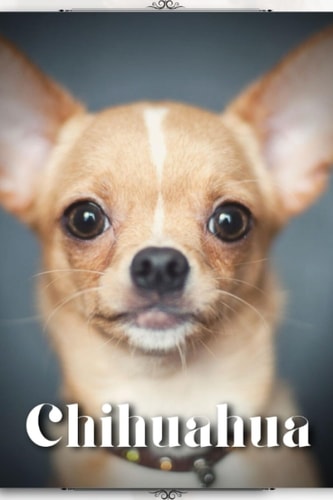 Chihuahua Dog Breed Overview and Guide