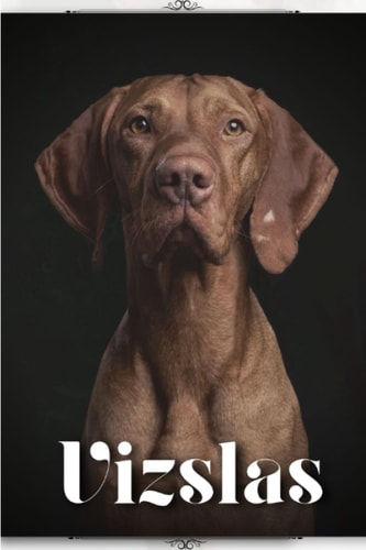 Vizslas Dog Breed Overview and Guide