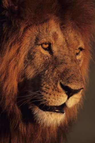 Lion Drawing Book Part 1