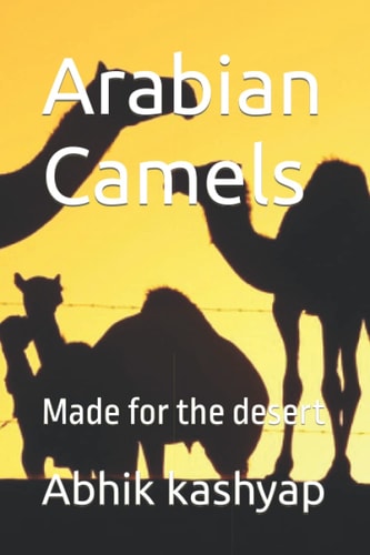 Arabian Camels Made for the Desert