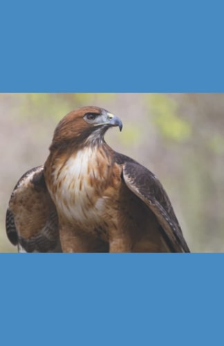 A Hawk's Journey