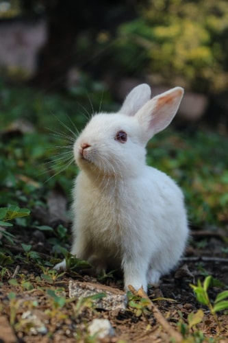 RABBIT Drawing Book