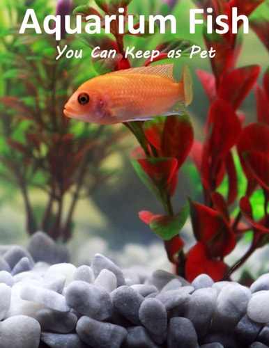 Aquarium Fish You Can Keep As Pets A List Of Crazy, Exotic Fish To Keep As Pets