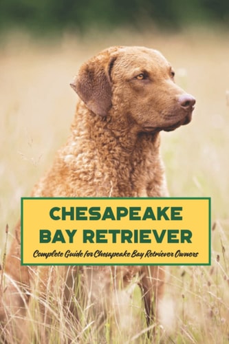 Chesapeake Bay Retriever Complete Guide for Chesapeake Bay Retriever Owners