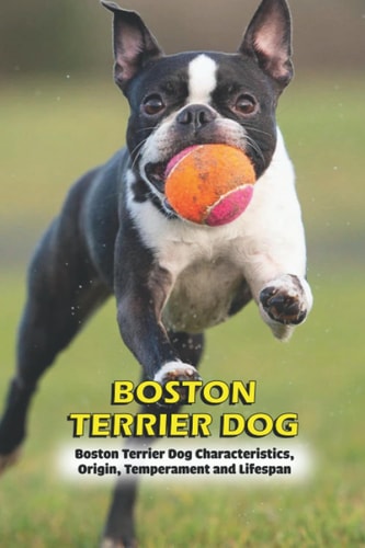 Boston Terrier Dog Boston Terrier Dog Characteristics, Origin, Temperament and Lifespan