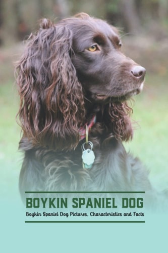Boykin Spaniel Dog Boykin Spaniel Dog Pictures, Characteristics and Facts