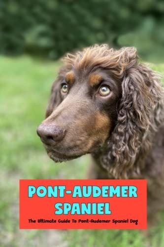Pont-Audemer Spaniel The Ultimate Guide To Pont-Audemer Spaniel Dog