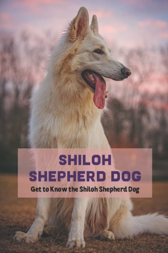 Shiloh Shepherd Dog Get to Know the Shiloh Shepherd Dog