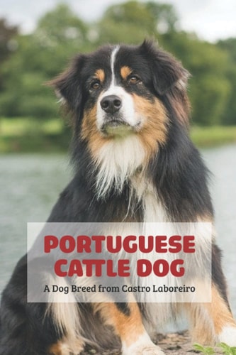 Portuguese Cattle Dog A Dog Breed from Castro Laboreiro