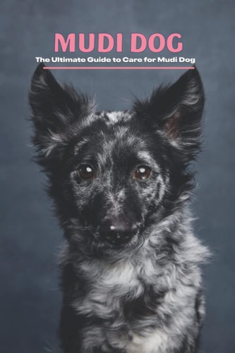 Mudi Dog The Ultimate Guide to Care for Mudi Dog