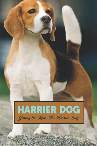 Harrier Dog Getting To Know The Harrier Dog