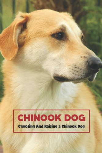 Chinook Dog Choosing And Raising a Chinook Dog