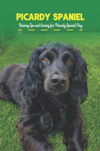 Picardy Spaniel Raising Tips and Caring for Picardy Spaniel Dog