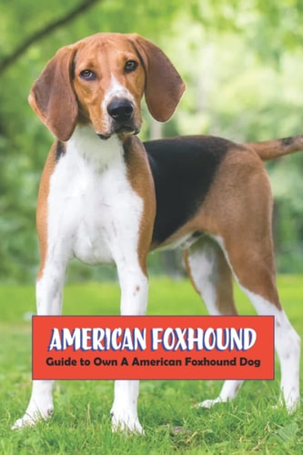 American Foxhound Guide to Own A American Foxhound Dog
