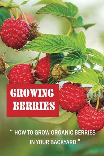Growing Berries How To Grow Organic Berries In Your Backyard: How To Start Growing Berries