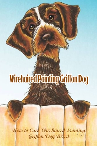 Wirehaired Pointing Griffon Dog How to Care Wirehaired Pointing Griffon Dog Breed: Wirehaired Pointing Griffon Dog Breed Information, Characteristics & Heath