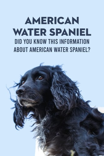 American Water Spaniel Did You Know This Information About American Water Spaniel?: Everything You Need To Know About American Water Spaniel
