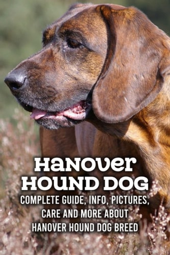 Hanover Hound Dog Complete Guide, Info, Pictures, Care and More About Hanover Hound Dog Breed: Hanover Hound Dog Care Manual