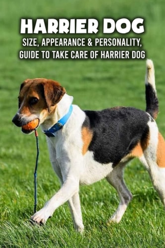 Harrier Dog Size, Appearance & Personality, Guide To Take Care of Harrier Dog: Harrier Dog Encyclopedia