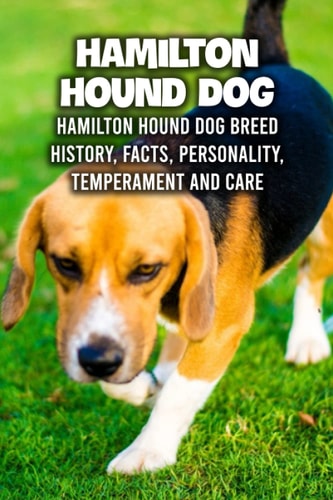 Hamilton Hound Dog Hamilton Hound Dog Breed History, Facts, Personality, Temperament and Care: Hamilton Hound Dog Handbook