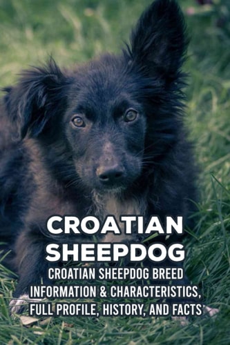 Croatian Sheepdog Croatian Sheepdog Breed Information & Characteristics, Full Profile, History, and Facts: Croatian Sheepdog Profile
