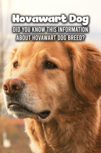 Hovawart Dog Did You Know This Information About Hovawart Dog Breed?: Hovawart Dog Outline Handbook