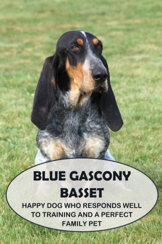 Blue Gascony Basset Happy Dog Who Responds Well to Training and a Perfect Family Pet: Everything You Need To Know About Blue Gascony Basset