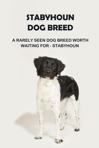 Stabyhoun Dog Breed A Rarely Seen Dog Breed Worth Waiting for - Stabyhoun: Stabyhoun Dog Breed Information, Photos, Traits and Facts