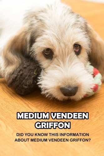 Medium Vendeen Griffon Did You Know This Information About Medium Vendeen Griffon?: Briquet Griffon Vendeen Breed Information