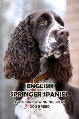 English Springer Spaniel A Working & Winning Show Dog Breed: Getting To Know The English Springer Spaniel