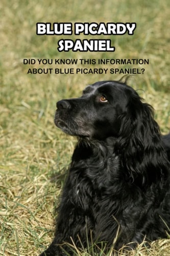 Picardy Spaniel The Most Rare Spaniel Breed In The World: How Well You Know About Picardy Spaniel Dog?