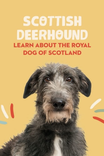 Scottish Deerhound Learn About The Royal Dog of Scotland: Things You Didn't Know about the Scottish Deerhound Dog